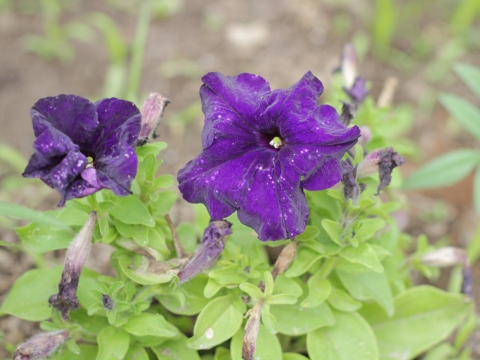 33.	Petúnia (Petunia spp.)
Data da fotografia: 11/06/2018
Utilidade/ função na horta: Hospedeira de insetos auxiliares; as suas flores atraem os polinizadores.